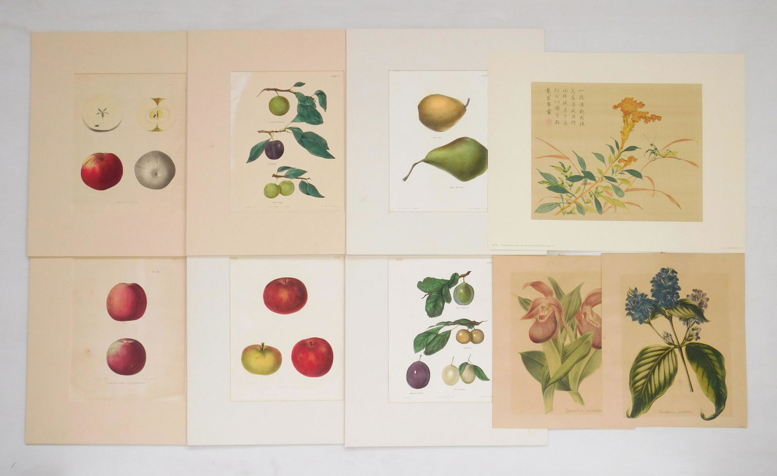 6 lithographs from the Natural History of New York (1 of 6)