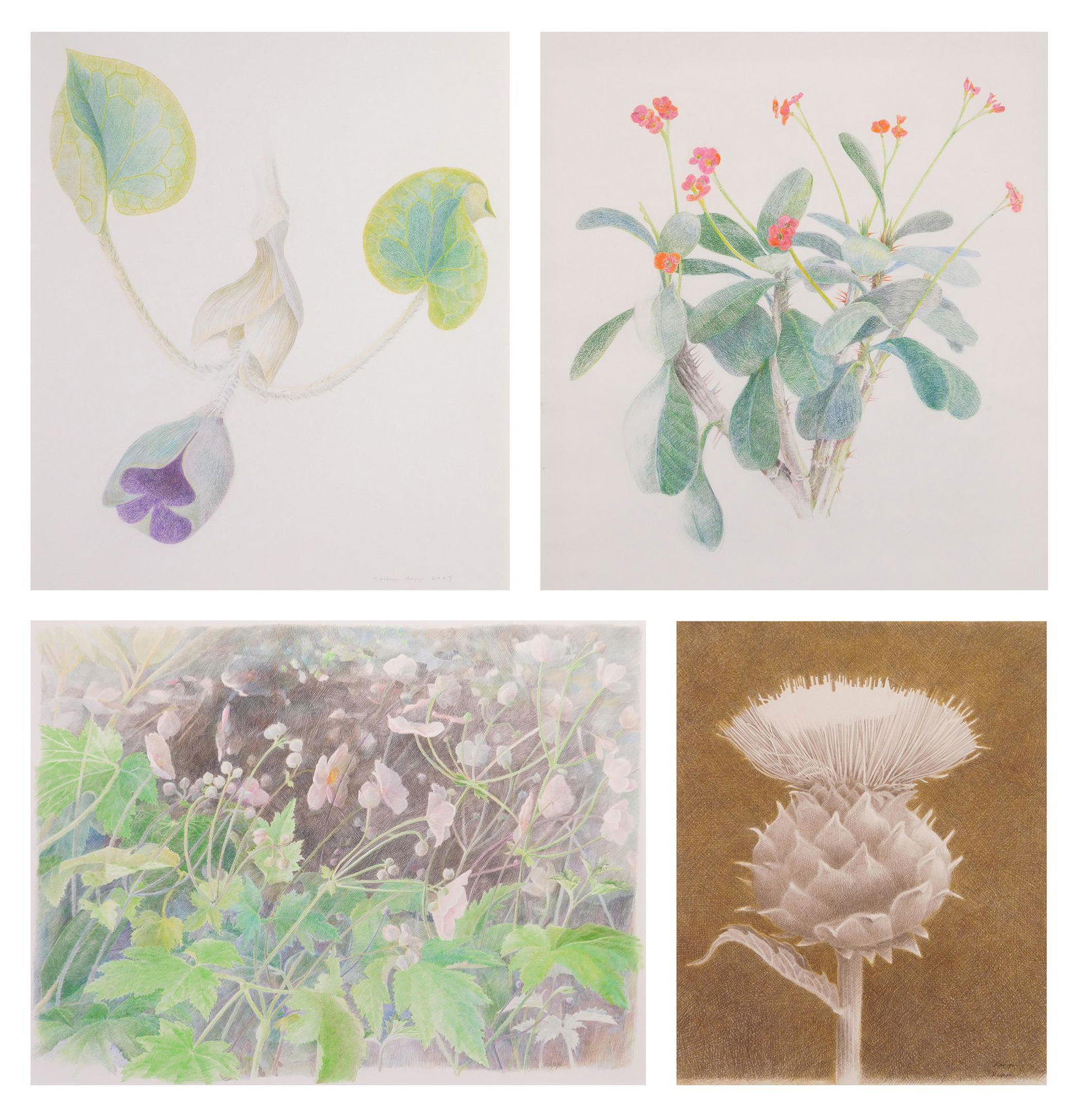 4 Cathryn Kapp color pencil drawings (1 of 7)