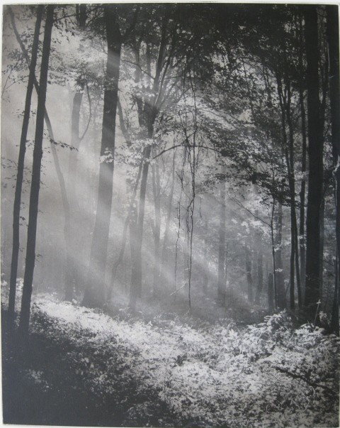 Howard Oberlin photographs: Howard Oberlin- ''Quiet Pair''; ''Rifting'' and ''Spring Peepers''- 3 color photograph, mounted, very good condition, various sizes.