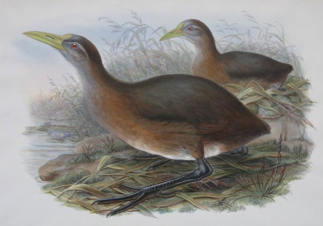 Gould and Hart lithograph: Gould and Hart- ''Megacrex Inesta''- lithograph with hand-coloring, printed by Walter. 13 1/2 x 18''