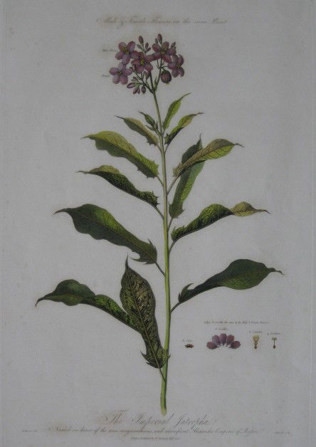 Dr. Thornton hand-colored engraving: after Dr. Robert John Thornton- ''The Imperial Satropha''- hand-colored engraving, 1805, published in London, minor foxing. 18 1/2 x 13 1/2''