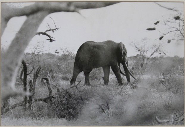 Peter Beard photograph: Peter Beard- African Elephant- photograph, signed 'To Richard/ Regards/ Peter Beard/ Cleveland' in ball point pen upper left corner, dry mounted to mat board. 12 1/4 x 18"