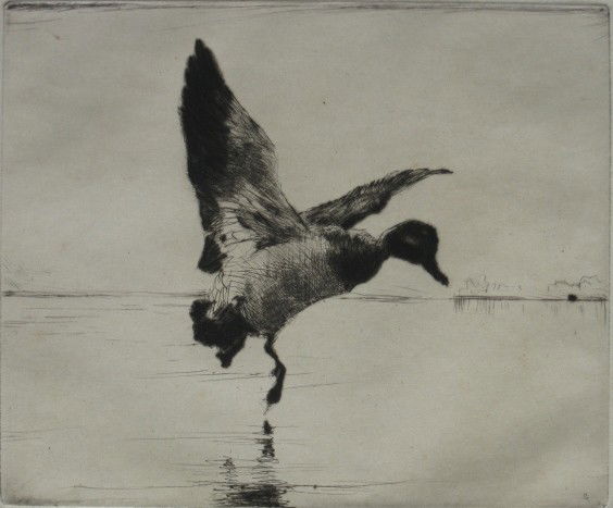 Frank Benson etching: Frank Benson- ''Redhead Alighting'' (Paff 276)- etching and dry point, 1927, signed in pencil, edition of 150, some foxing throughout otherwise good condition. 4 7/8 x 5 7/8''