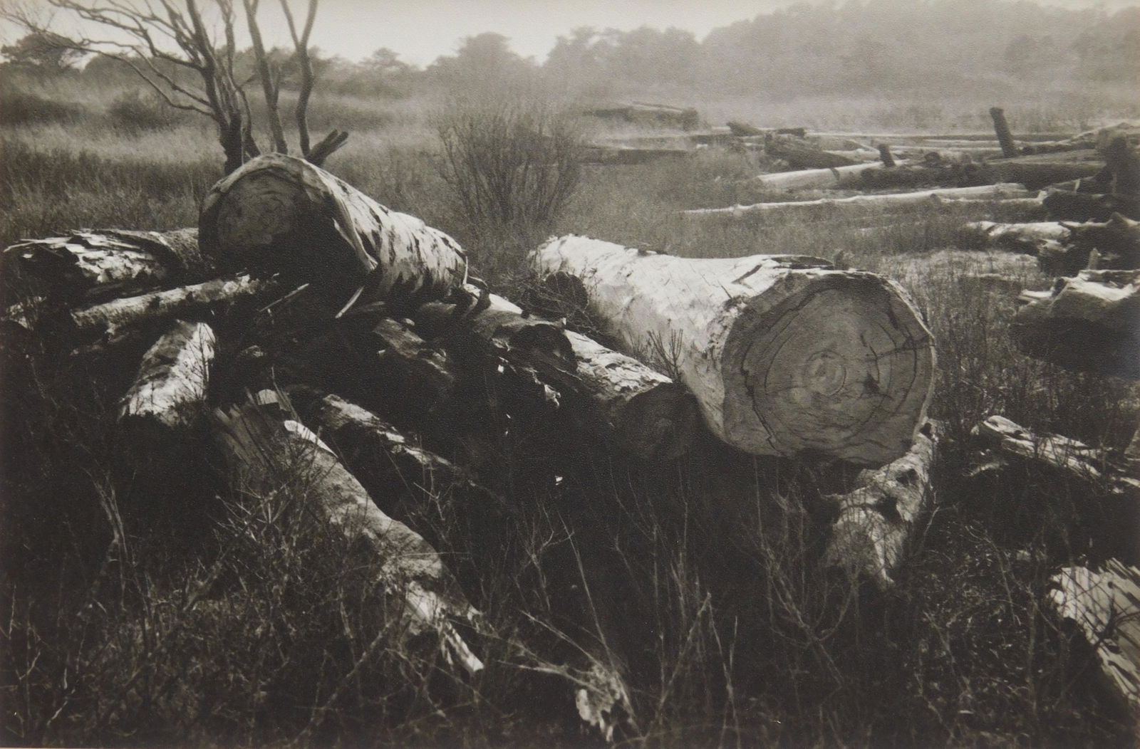 Abe Frajndlich photograph (1 of 4)