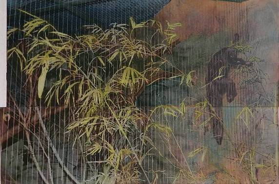 Michael Loderstedt photograph: Michael Loderstedt- ''Pale-headed Saki''- tone and hand-colored photograph. 27 x 40''