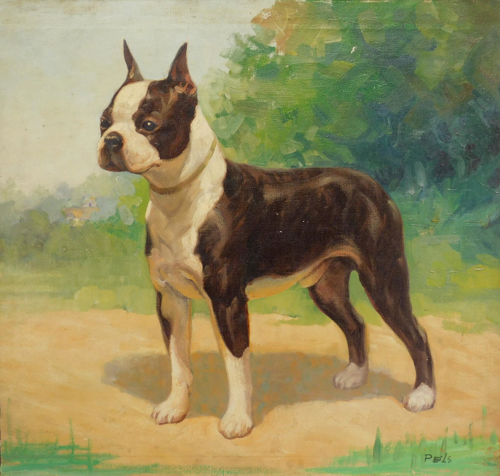 Albert Pels oil: Albert Pels (American 1910-1998) Bulldog oil on canvas, signed Pels lower right, good condition. 23 3/4 x 25''