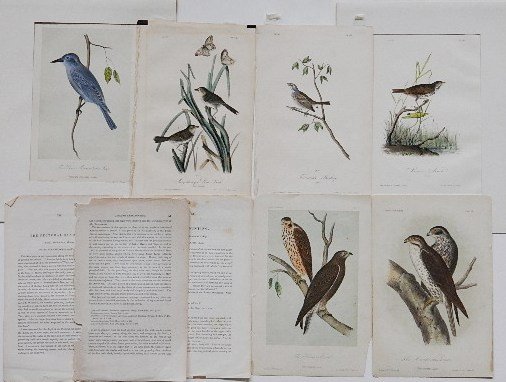 after Audubon & after Hitchcock 6 lithographs: after John James Audubon- ''Brown Finch''; ''Macgilliuray's Shore Finch''; ''Townsend's Bunting''- together with after William Hitchcock- ''American Lanier''; ''The Brown Hawk''; and ''The Prince Maxi