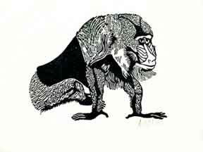 Leonard Baskin linocut: Leonard Baskin- ''Mandrill'' (Fern and O'Sullivan 111)- linocut, 1951, signed in pencil. 4 x 4 1/2''