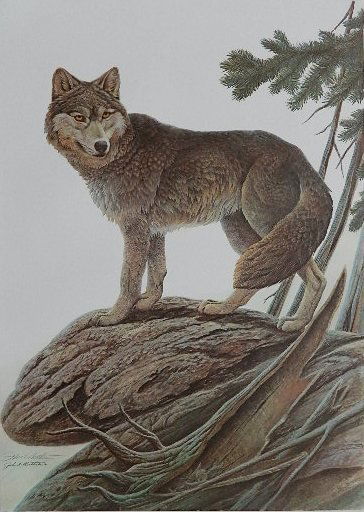 John Ruthven off-set lithograph: John Ruthven- ''Timber Wolf''- off-set lithograph, signed and numbered 250/720 in pencil. 33 1/2 x 25''