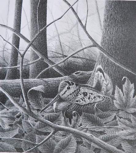 John F. Zald lithograph: John F. Zald- Bird- lithograph, signed in pencil. 15 x 13 1/2''