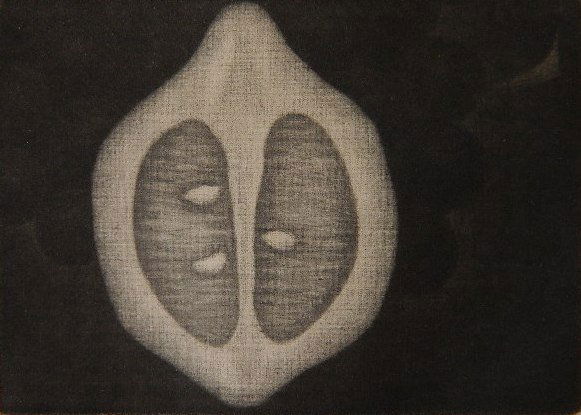 Yozo Hamaguchi mezzotint: Yozo Hamaguchi (Japanese 1909-2000)- ''Lemon''- mezzotint, ca. 1960's, signed and numbered 256/500 in pencil, mat burn,, slightly light struck, taped to top mat cellophane tape verso. 2 1/2 x 3 3/8''