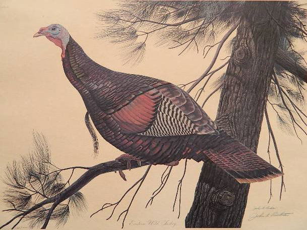 John Ruthven off-set lithograph: John Ruthven- ''Wild Turkey''- off-set lithograph. 16 x 20''