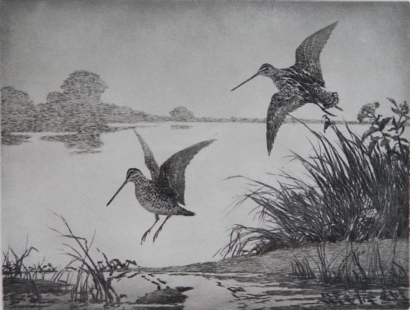 Aiden L. Ripley etching and aquatint: Aiden L. Ripley- ''Snipe at Dawn''- etching and aquatint, signed and titled in pencil, one repaired abrasion in paper in the sky. 8 7/8 x 11 3/4''
