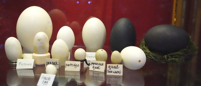 13 bird and reptile eggs