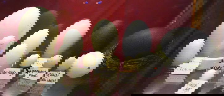 13 bird and reptile eggs: including python, emu, ostrich, peacock, partridge, crocodile etc.&nbsp; Together with a fossilized coral and a geode.&nbsp; Various sizes