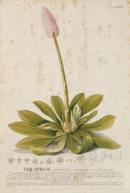 19th c. French Botanical engraving