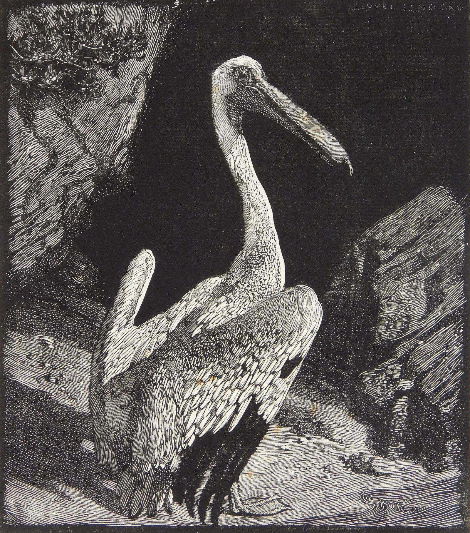 Lionel Lindsay (Australian, 1874-1961) wood engraving: The Pelican wood engraving, signed, titled, numbered 100 and inscribed To George Grady with ? best wishes in pencil. 5 x 4 1/4" Provenance: Private collection- Cleveland He