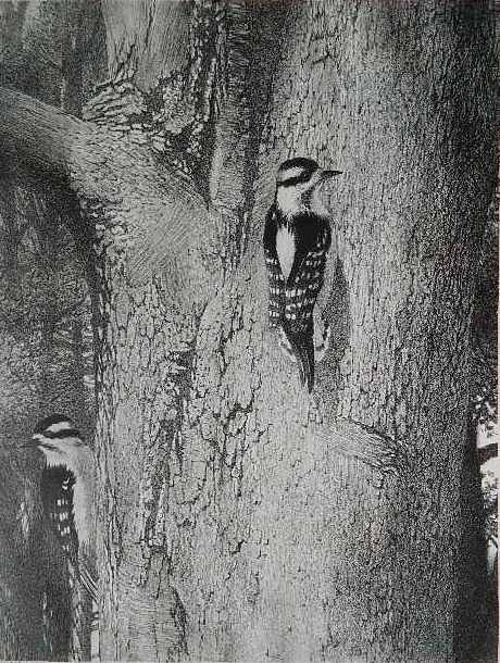 Stow Wengenroth lithograph: Stow Wengenroth- ''Spring Visitors'' (Stuckey 330)- lithograph, 1970, signed and annotated 'Ed/75' in pencil. 14 3/4 x 11 1/4''