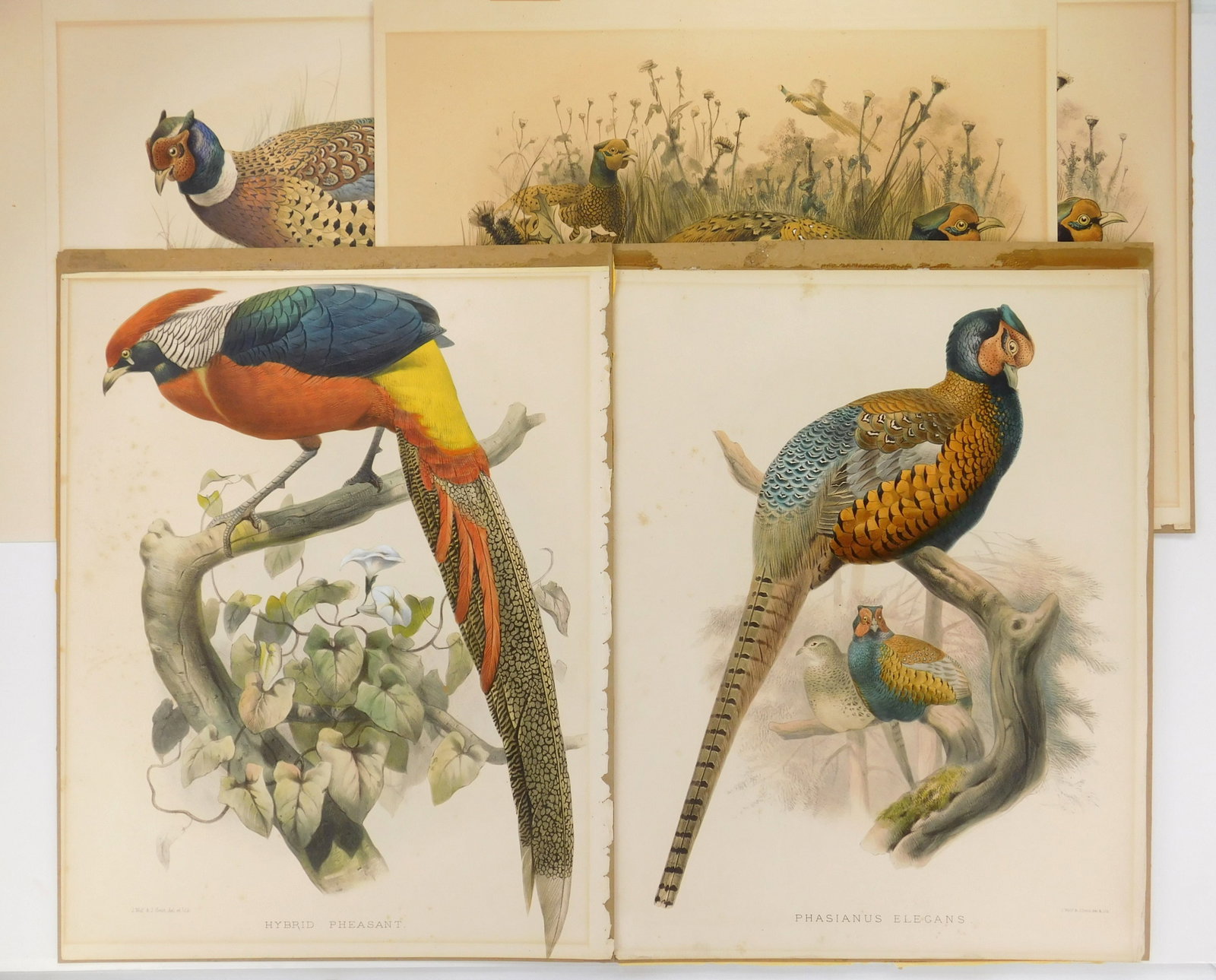 5 J. Wolf & J. Smith chromolithographs: Phasianus Shawii (2 copies); Hybrid Pheasant; Phasianus Elegans & Phasianus Torquatus 5 lithographs in color. 23 1/8 x 18 1/8" ea. Provenance: A Cleveland area non-profit 