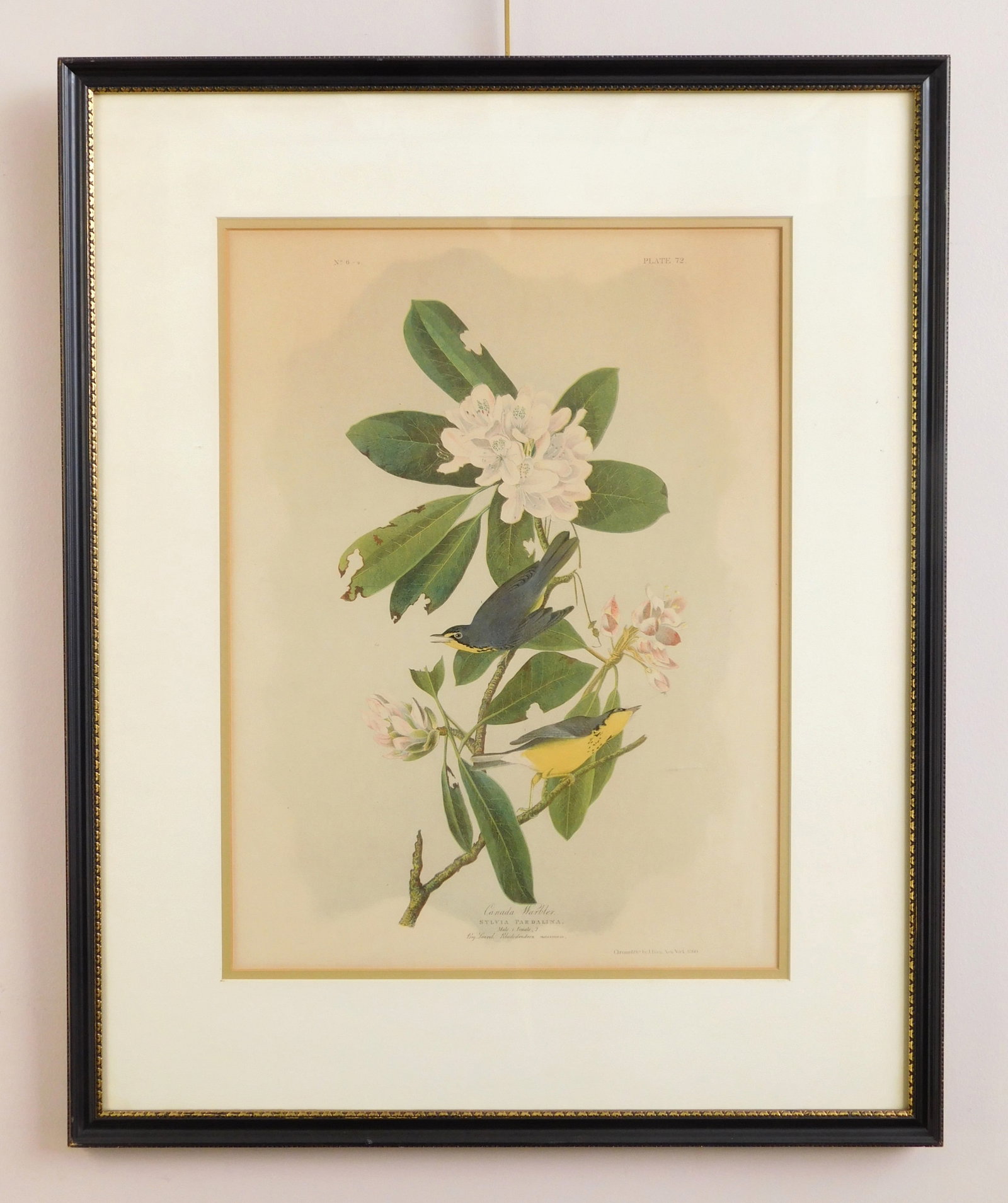 after John James Audubon chromolithograph: Canada Warbler chromolithograph, published by J. Bien, framed. 20 x 13 1/2" Provenance: A Cleveland area non-profit *** PLEASE READ: IMPORTANT NOTE About S&H *** S&H of this auctio