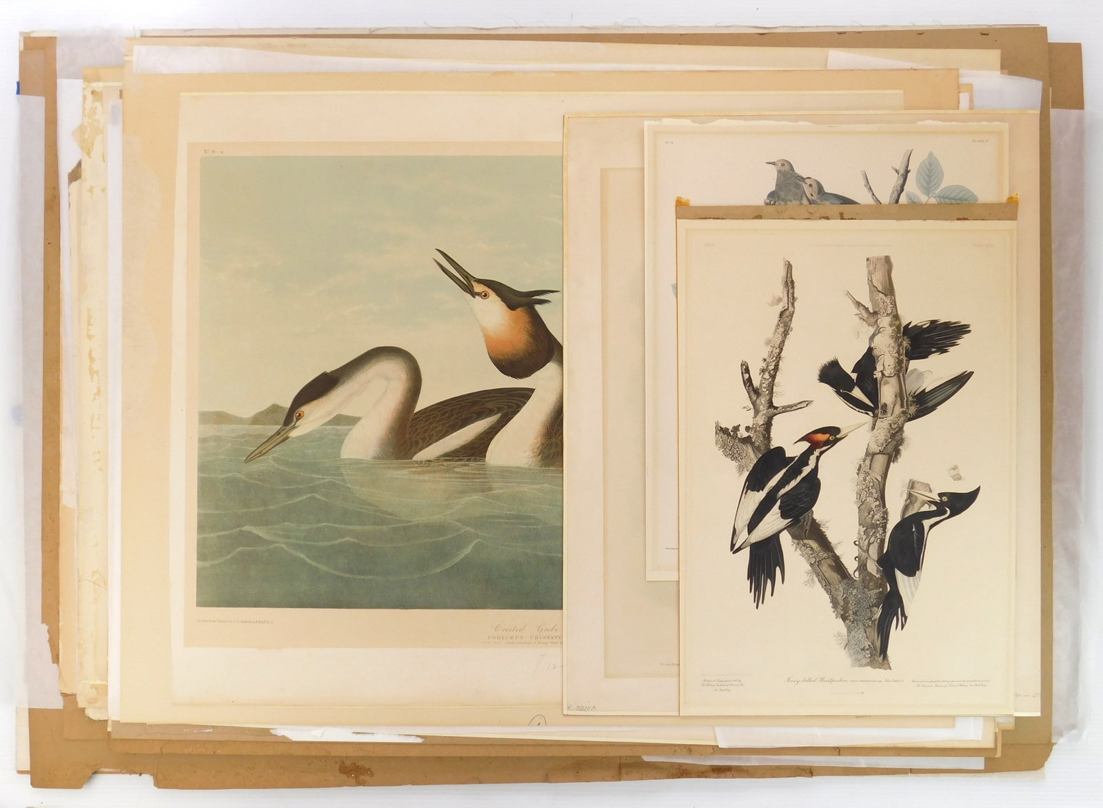 25 after John James Audubon chromolithographs (1 of 7)