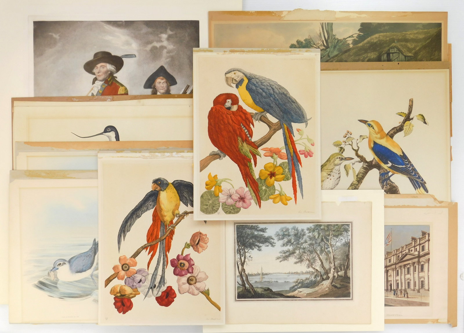 11 Natural history prints- various artists (1 of 8)