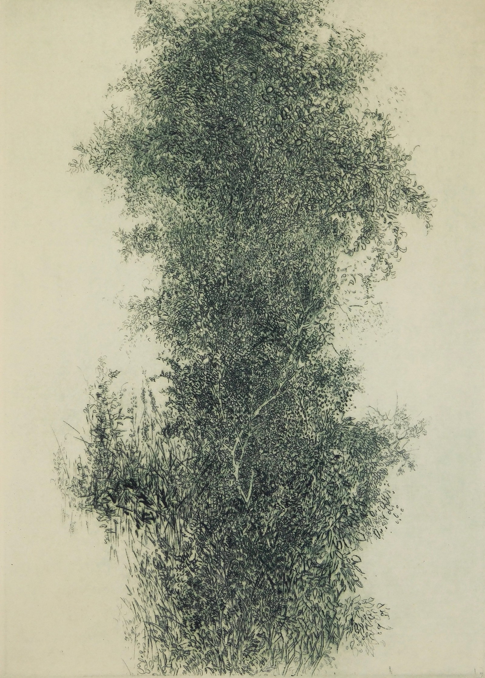 Gabor Peterdi (American, 1915-2001) etching: Wisteria etching and engraving, 1960, signed and dated in pencil, edition of 250, The Print Club of Cleveland publication no. 40. 13 3/4 x 9 3/4'' Literature: Johnson 179 Provenance: A C