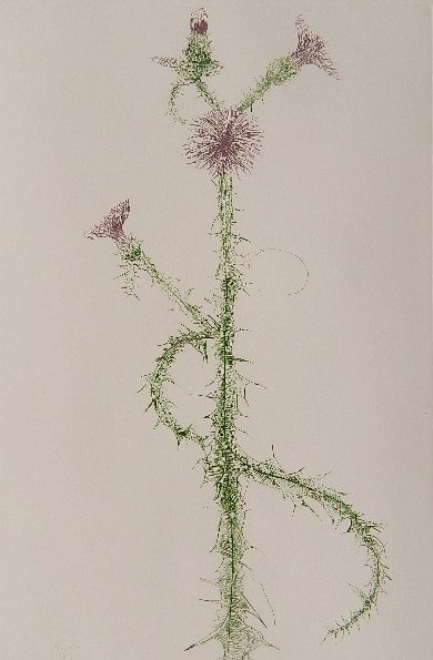 Leonard Baskin etching: Leonard Baskin- ''Green Stem and Purple Flower'' (Fern and O'Sullivan 582)- etching in colors, 1970, signed in pencil. 17 1/2 x 11 3/4''