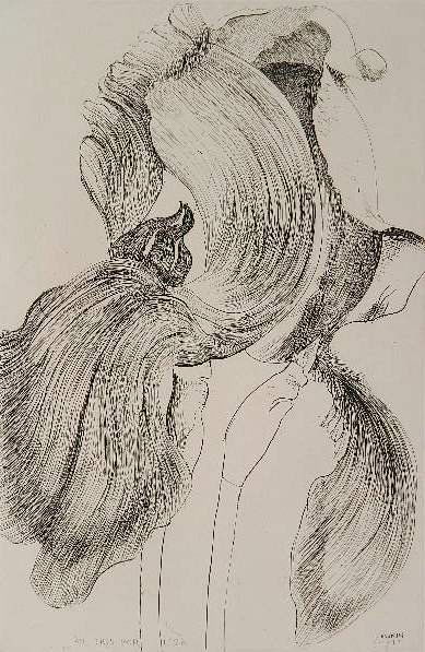 Leonard Baskin etching and aquatint: Leonard Baskin- ''Iris For Lisa'' (Fern and O'Sullivan 584)- etching and aquatint, 1970, signed and numbered viii/XV in pencil. 17 3/4 x 11 3/4''