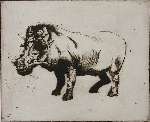 Ralph Woehrman etching: Ralph Woehrman (American 20th c.)- ''Wart Hog''- etching, signed, titled and annotated 'A.P.' in pencil. 9 x 11'' Provenance: John Paul Miller Collection, Cleveland, Ohio.