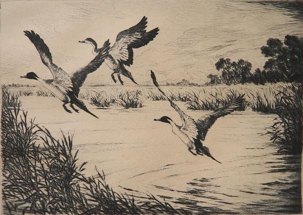 Hans Kleiber etching: Hans Kleiber- ''Disturbed Pintails''- etching, signed and titled in pencil, light struck. 6 1/8 x 8 7/8''