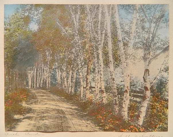 Wallace Nutting hand-colored photograph: Wallace Nutting- ''Birch Bend''- hand-colored photograph, signed and dated in ink on mat, tears and stains to mat. 7 3/8 x 9 7/16''