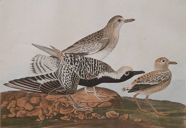 after John James Audubon engraving and etching: after John James Audubon- ''Black Bellied Plover'' (Plate cccwwwiv)- engraving with etching, aquatint and hand-coloring, ca. 1833, engraved by R. Havell from 'The Birds of America', based on a composi