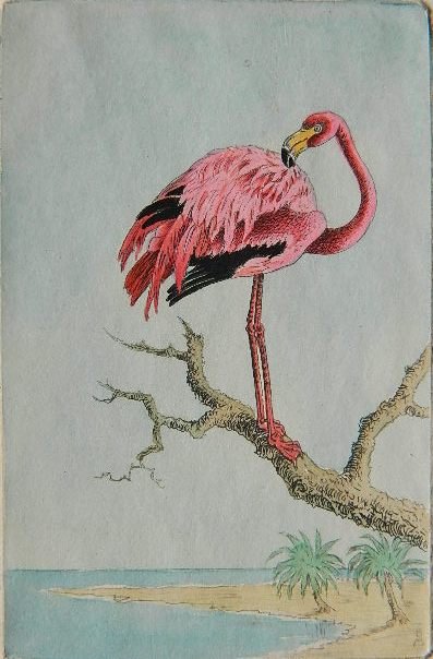 Benson Bond Moore etching: Benson Bond Moore- ''Flamingo''- etching with hand-coloring, c. 1940, signed in pencil, as cover of greeting card, plastic matting corner adhered upper right corner inside, otherwise very good conditi