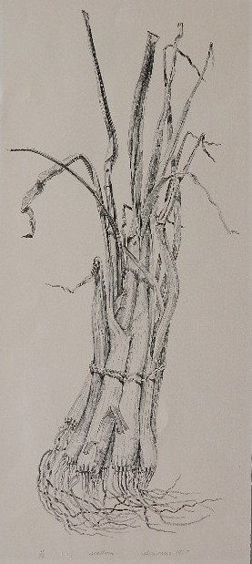 Don Nice lithograph: Don Nice- ''Scallions''- lithograph, 1967, signed, dated, titled and numbered 15/20 in pencil, very good condition. 25 1/2 x 11''