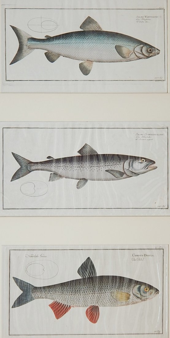 L. Schmidt; F. G. Schmidt - 3 engravings: Ludwig Schmidt- ''Salmo Schifermulleru''; ''Salmo Wartmanni (?)''; F. G. Schmidt- ''Cyprinus Dobula''- 3 engravings with hand coloring, 1 with foxing, otherwise good condition, various sizes (approx. 