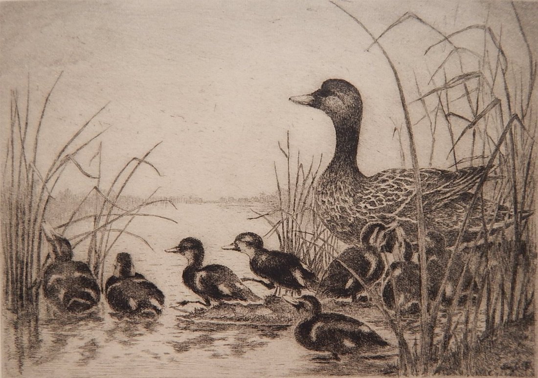 Edward Morris etching: Edward Morris (American 1917- ?)- ''Federal Duck Stamp 1961-62''- etching, 1961, signed and annotated 'Federal Duck Stamp Design 1961-62' in pencil together with the 3.00 1961-62 Duck stamp, very good