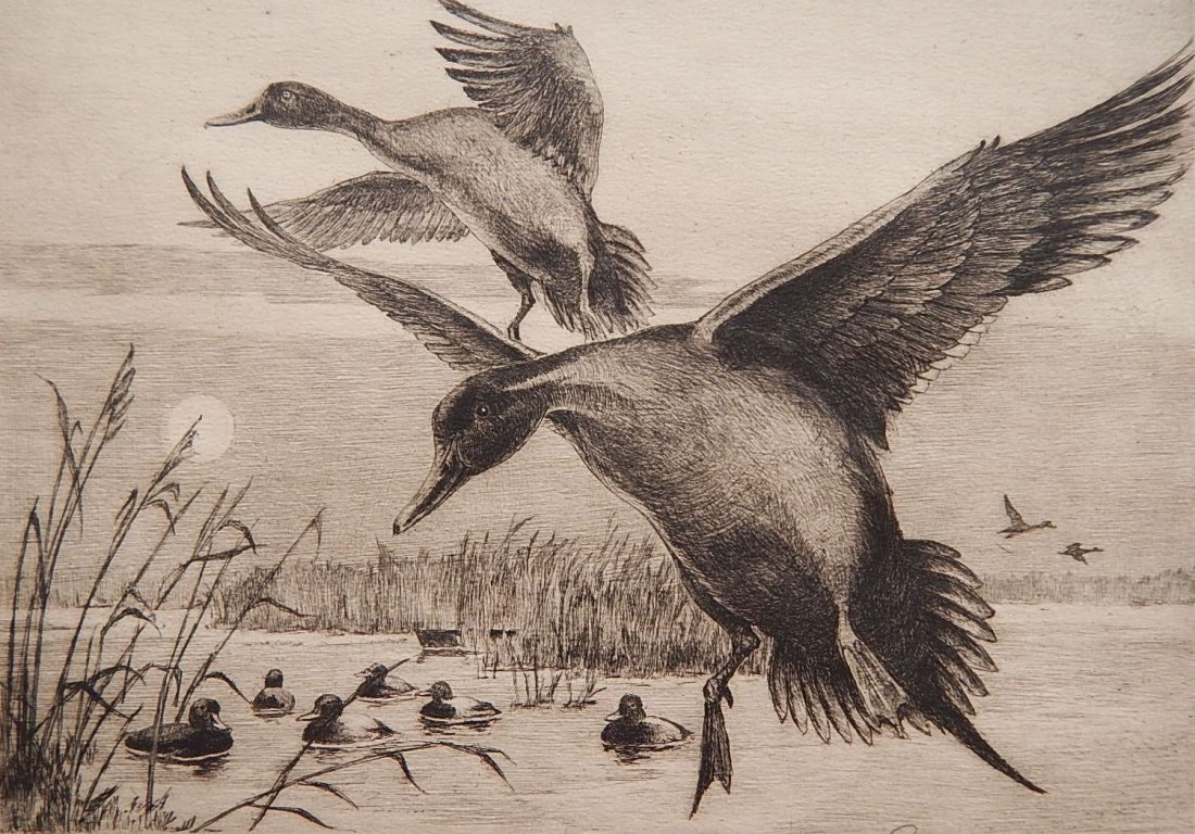 Edward Morris etching: Edward Morris (American 1917- ?)- ''Federal Duck Stamp 1962-63''- etching, 1961, signed and annotated 'Federal Duck Stamp Design 1962-63' in pencil together with the 3.00 1962-63 Duck stamp, very good