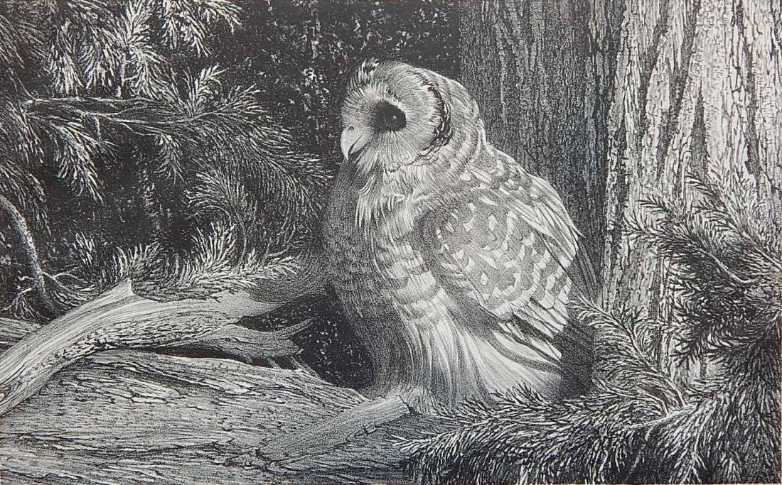 Stow Wengenroth lithograph: Stow Wengenroth (American 1906-1978)- ''Woodland Owl'' (Stuckey 331)- lithograph, signed and inscribed 'Ed/85' in pencil, slightly light struck, otherwise good condition. 9 3/4 x 15 3/4''
