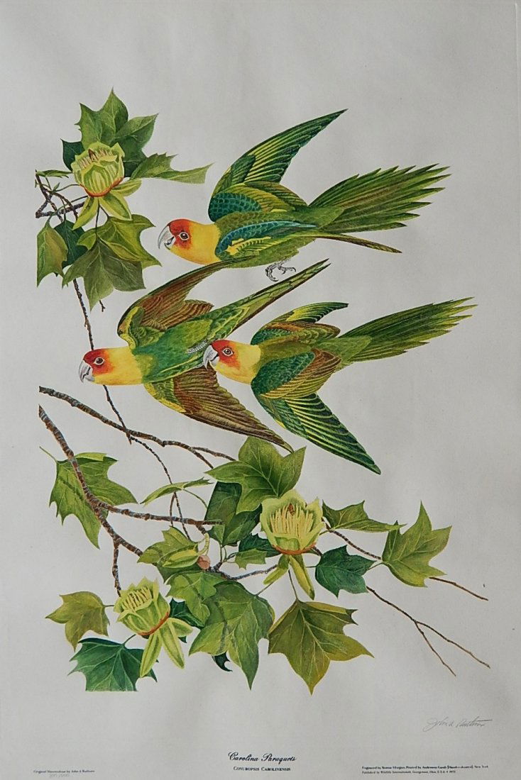 after John Ruthven engraving: after John Ruthven- ''Carolina Parakeets''- engraving in colors, signed and numbered 397/500 in pencil. 32 x 21 1/4''