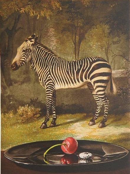 Sherrie Wolf etching and aquatint: Sherrie Wolf (American 20th c.)- ''Zebra with Cherry and Fava Bean''- etching, aquatint and photogravure, 2011, signed in pencil, edition of 25, The Print Club of Cleveland publication no. 91. 14 3/4 