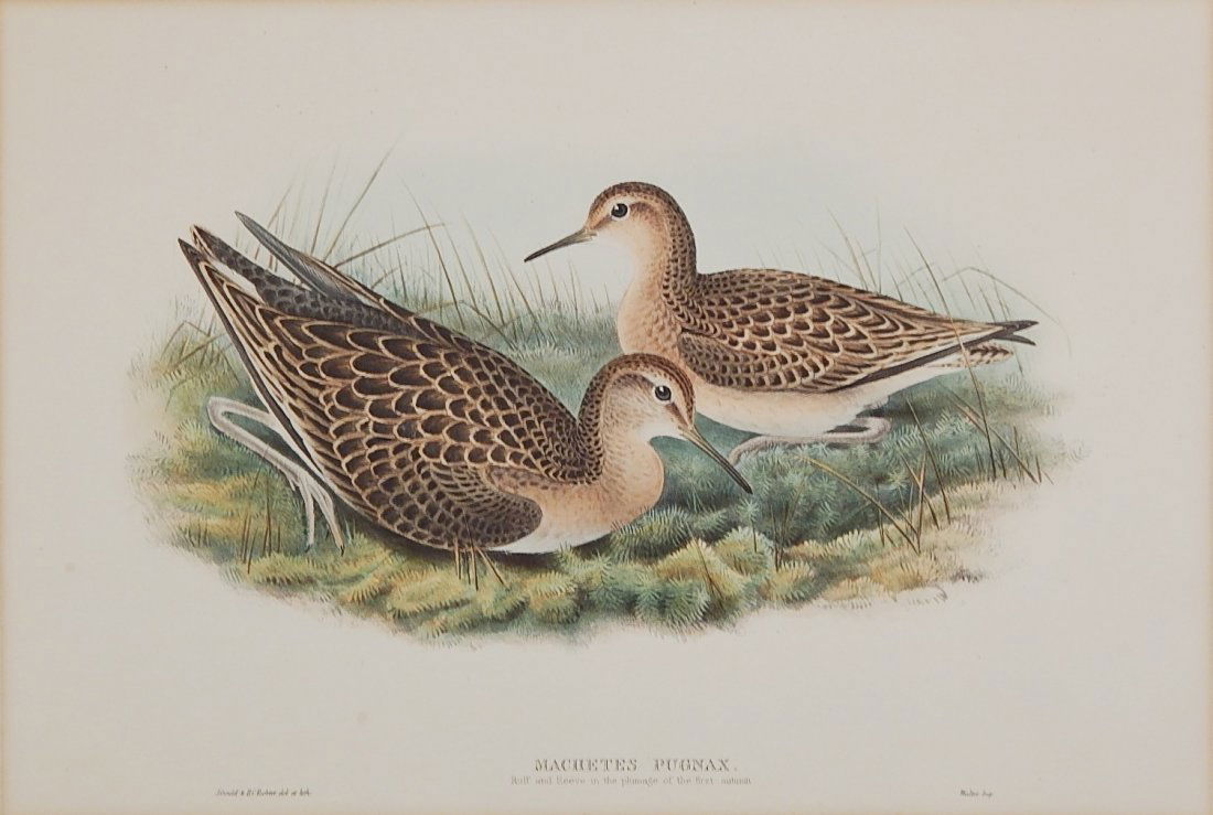 Gould & Richter chromolithograph: Gould and Richter- "Machetes Pugnax"- chromolithograph, mat burn and slightly light struck. 13 x 18"