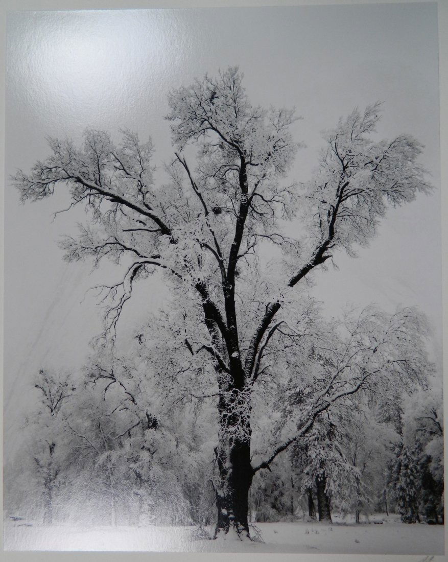 Ansel Adams silver gelatin print (1 of 5)
