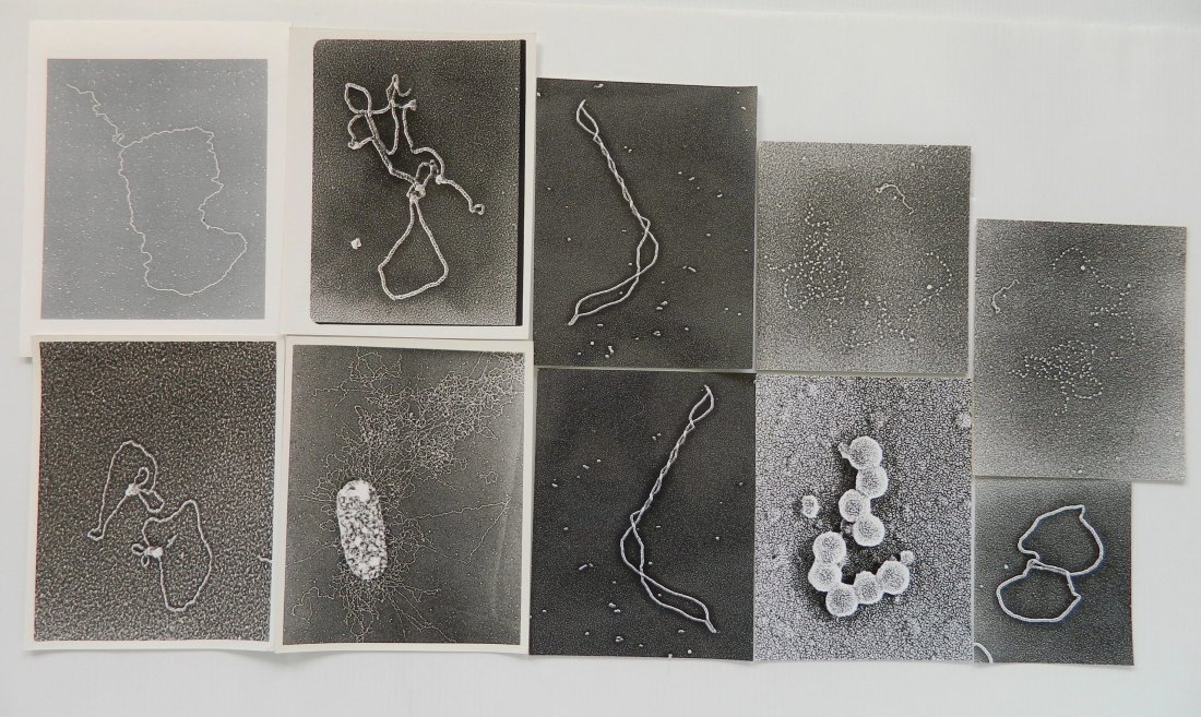 Jack Griffith photographs of DNA: Jack Griffith- DNA images- 17 phtoographs, 1977, printed later, 7 images signed and dated verso, generally good condition. 7- 16 x 19'', other 10 smaller