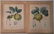 Pair of Botanical prints