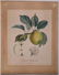 Pair of Botanical prints - 2