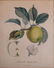 Pair of Botanical prints - 3