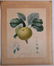 Pair of Botanical prints - 4