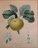 Pair of Botanical prints - 5