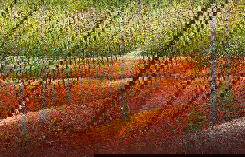Topaz 70x48 Large Original Texutred Landscape Painting: Artist: Topaz (Tuo Pung Jian) b.1975-, Chinese  Title: Forest Trail Medium: Textured Oil on Canvas Canvas Size: 70 w x 48 h x 1 d Edition: Original Signature: Signed on the front bottom right corner .